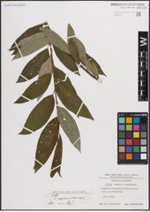 Foto von Salix caprea L. x Salix viminalis L.